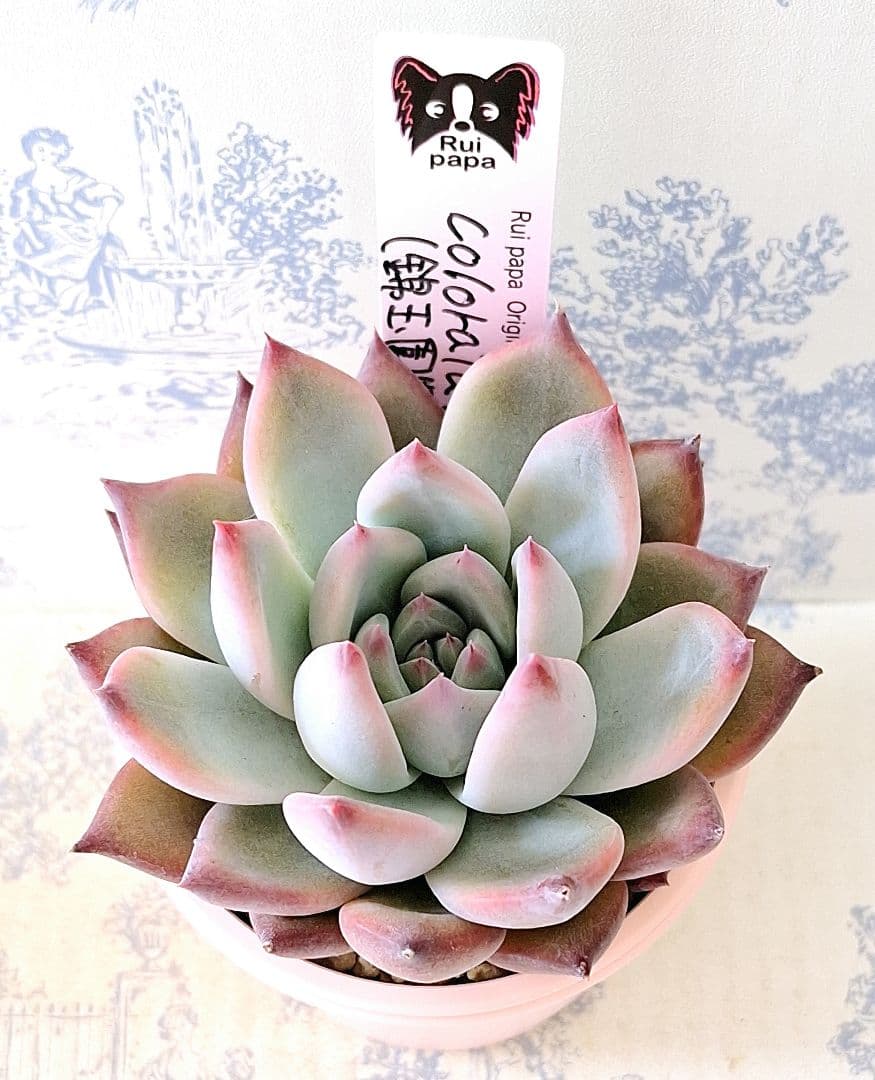 コロラータ(錦玉園特選1)札付きポットごとメルカリ便ルイパパさん苗