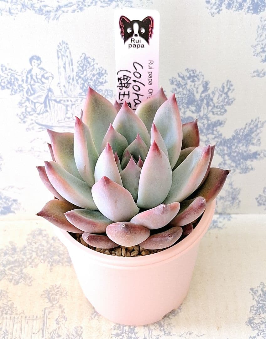 コロラータ(錦玉園特選1)札付きポットごとメルカリ便ルイパパさん苗