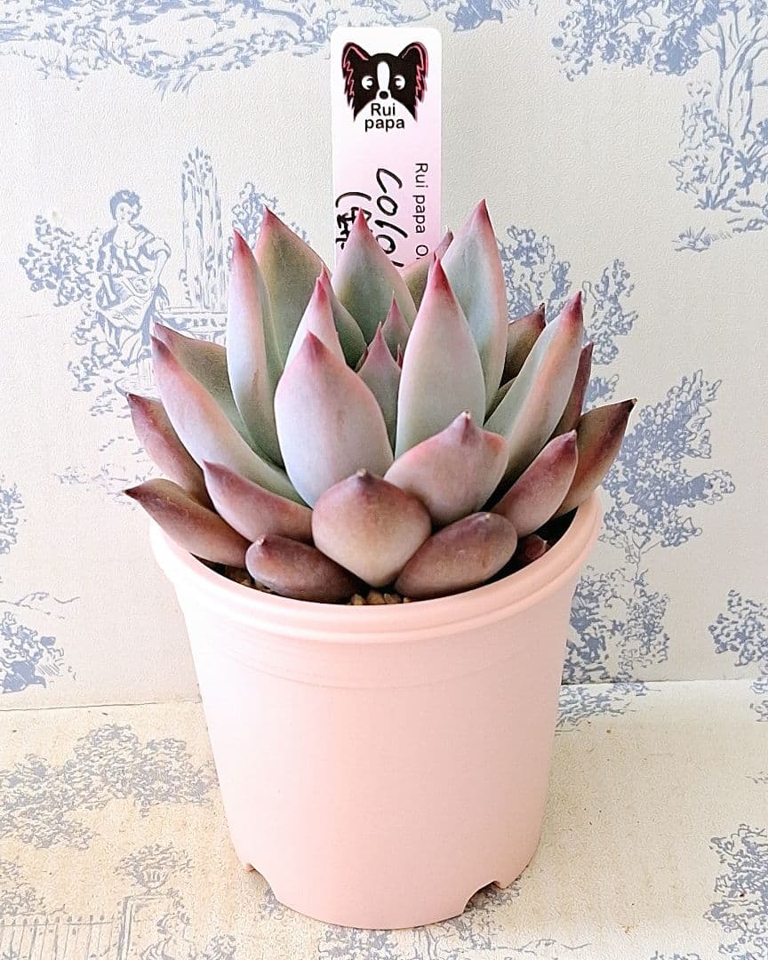 コロラータ(錦玉園特選1)札付きポットごとメルカリ便ルイパパさん苗