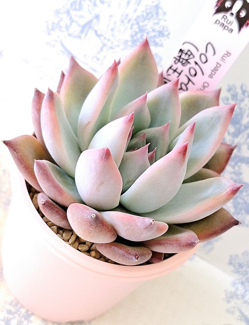 コロラータ(錦玉園特選1)札付きポットごとメルカリ便ルイパパさん苗