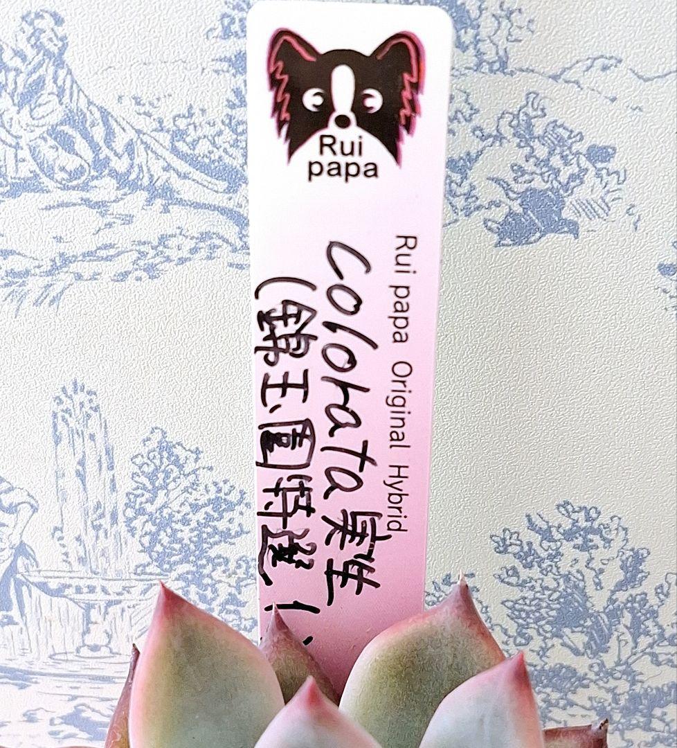 コロラータ(錦玉園特選1)札付きポットごとメルカリ便ルイパパさん苗