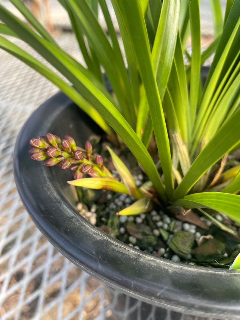 R8年キンリョウヘン花芽5本#1