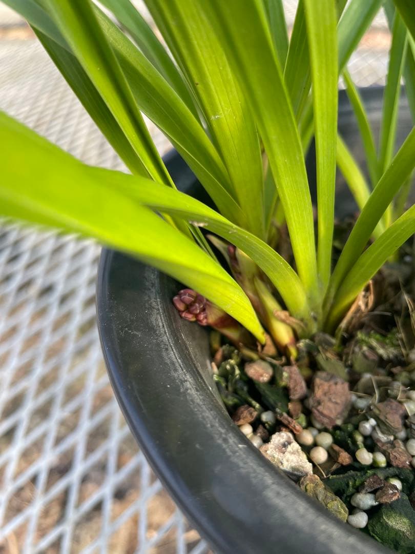 R8年キンリョウヘン花芽5本#1