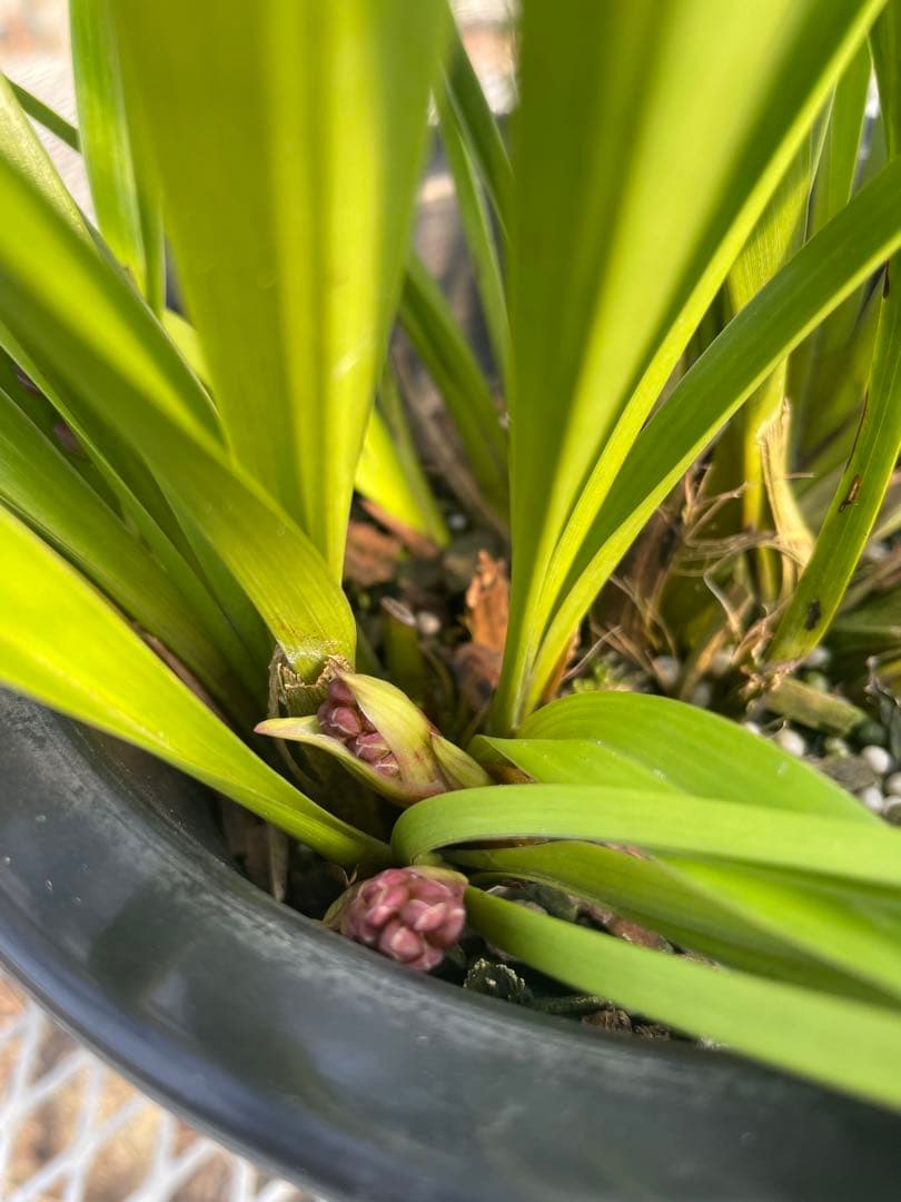 R8年キンリョウヘン花芽5本#1