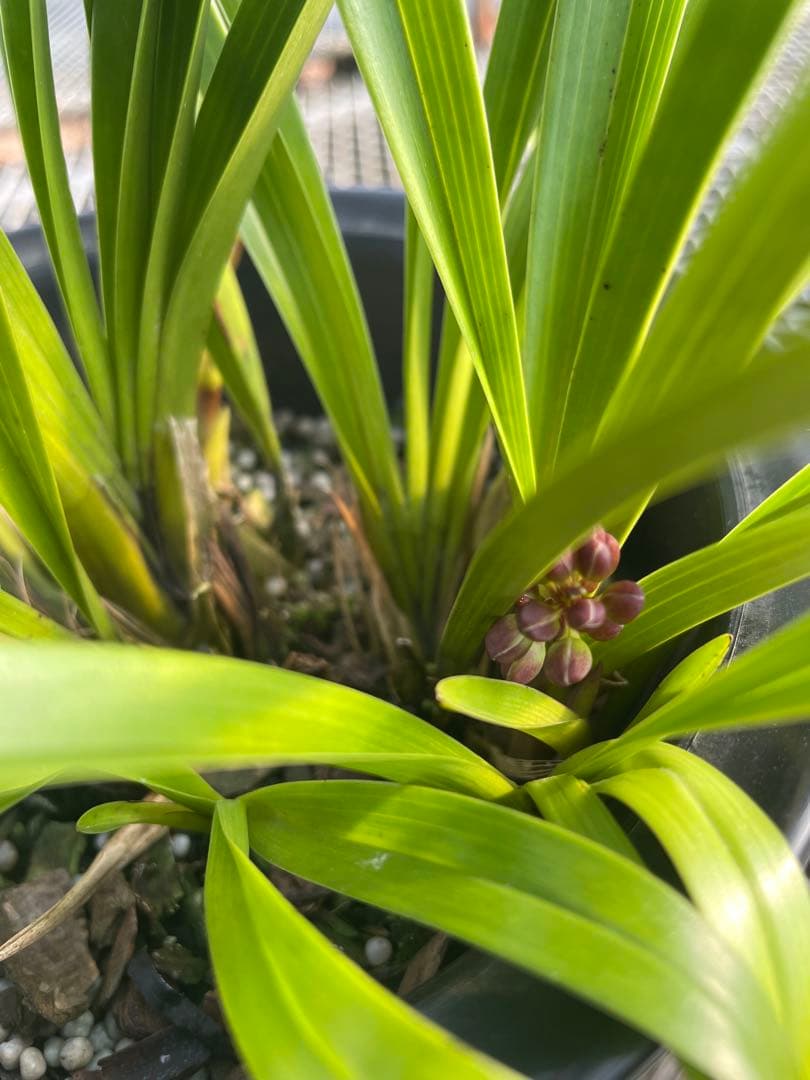 R8年キンリョウヘン花芽5本#1