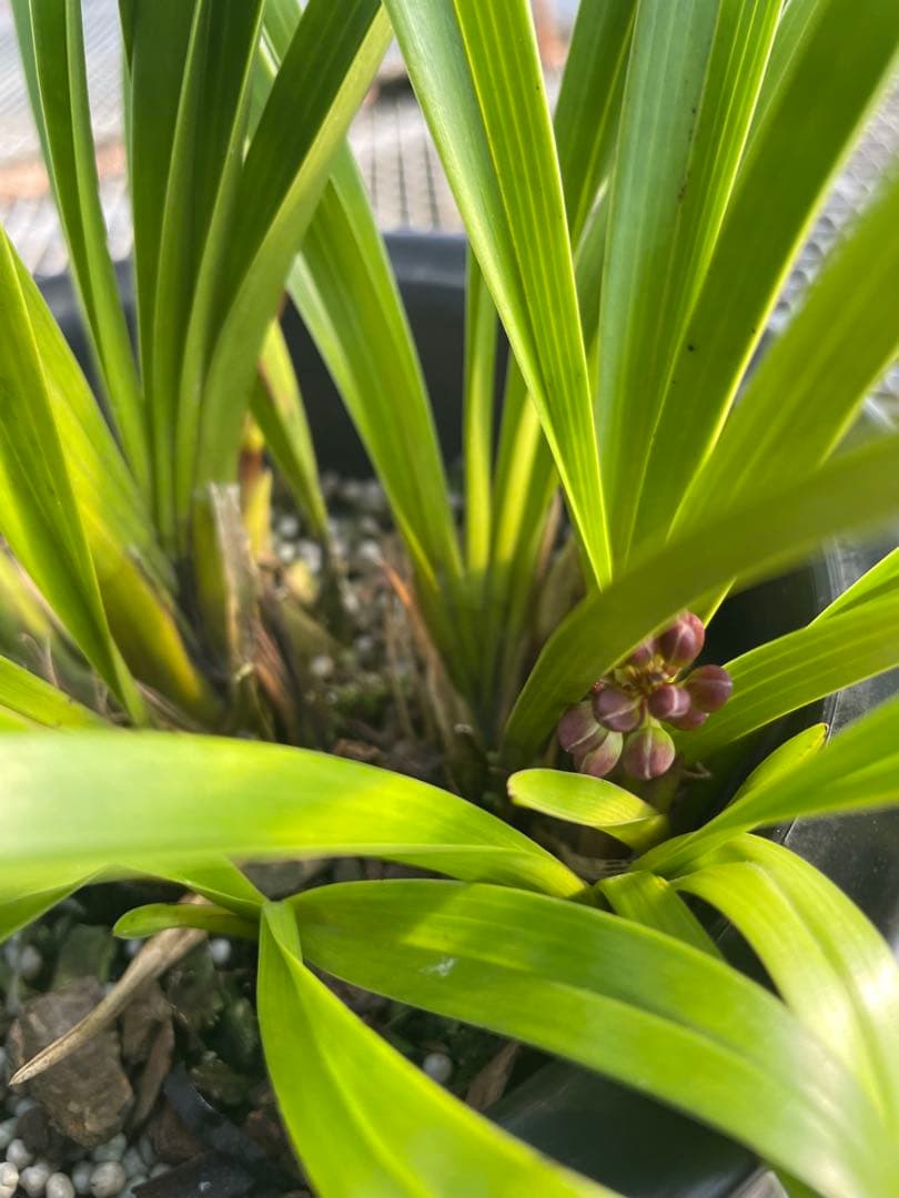 R8年キンリョウヘン花芽5本#1