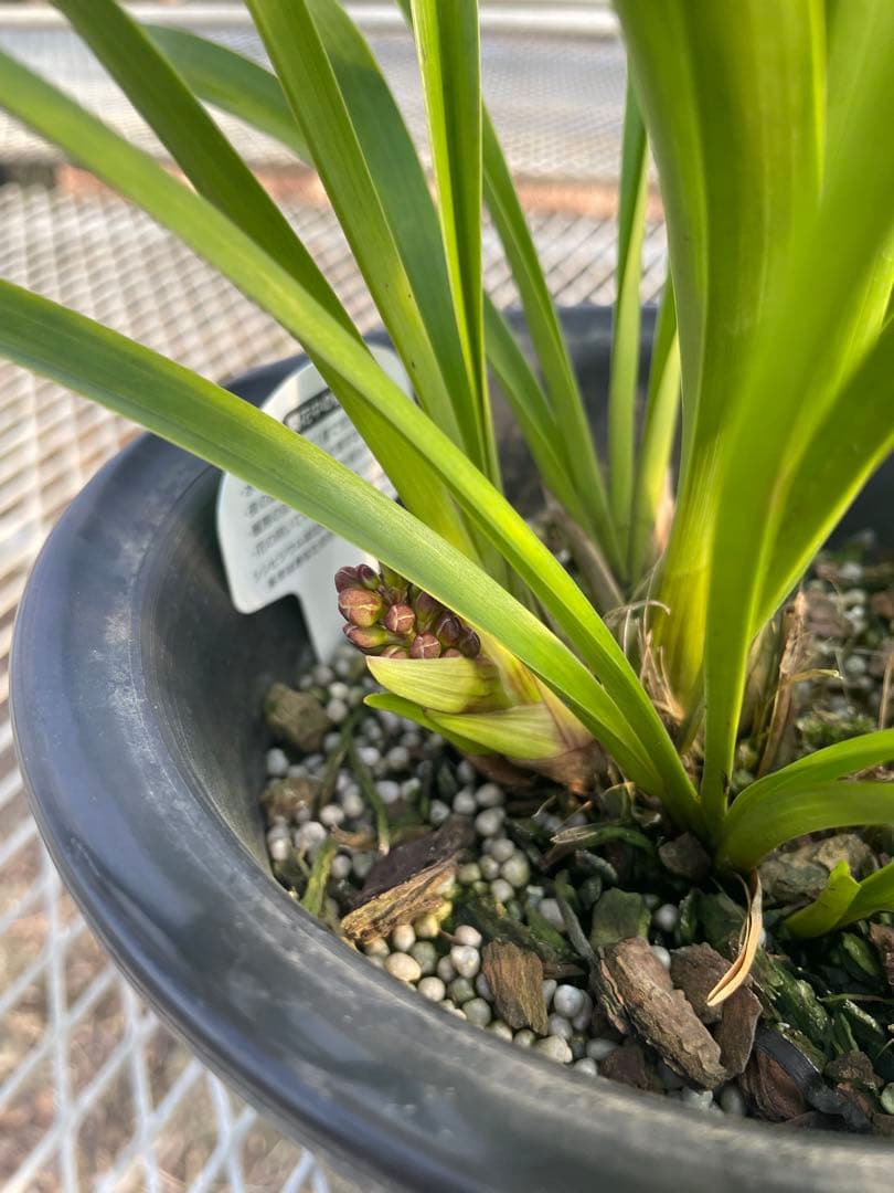 R8年キンリョウヘン花芽5本#1