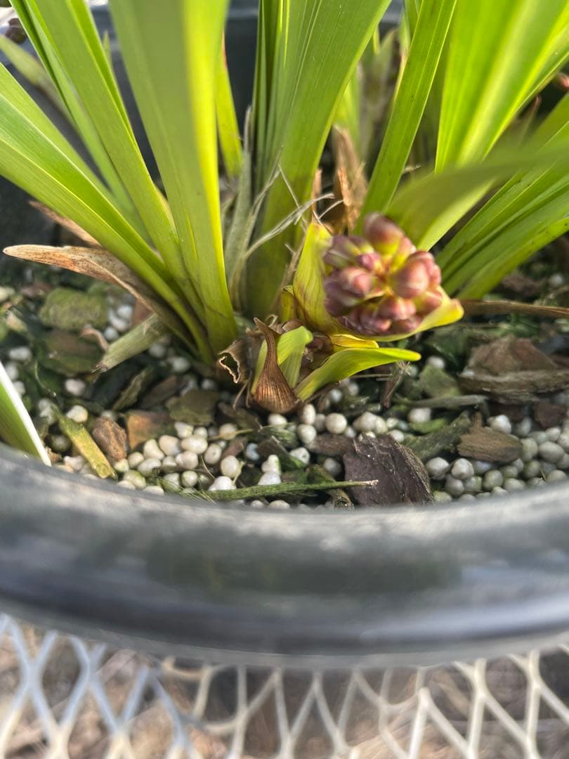 R8年キンリョウヘン花芽5本#1