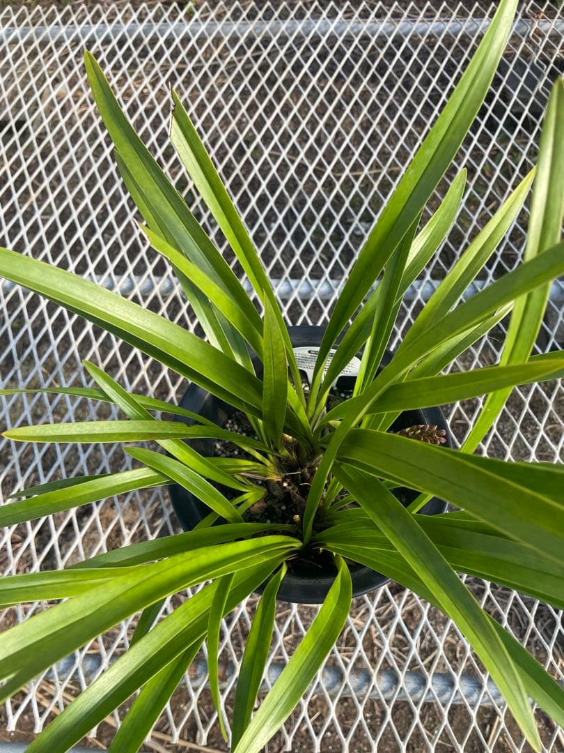 R8年キンリョウヘン花芽5本#1