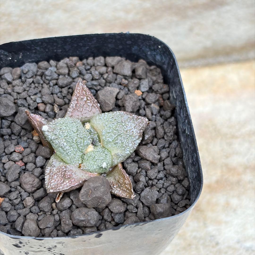アリオカルプス　亀甲牡丹　実生　約2号鉢　No.002　鉢、送料込