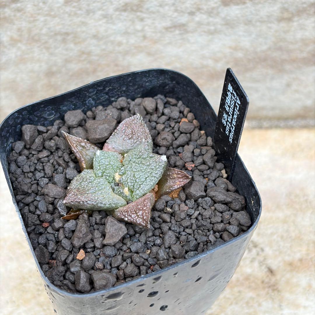 アリオカルプス　亀甲牡丹　実生　約2号鉢　No.002　鉢、送料込