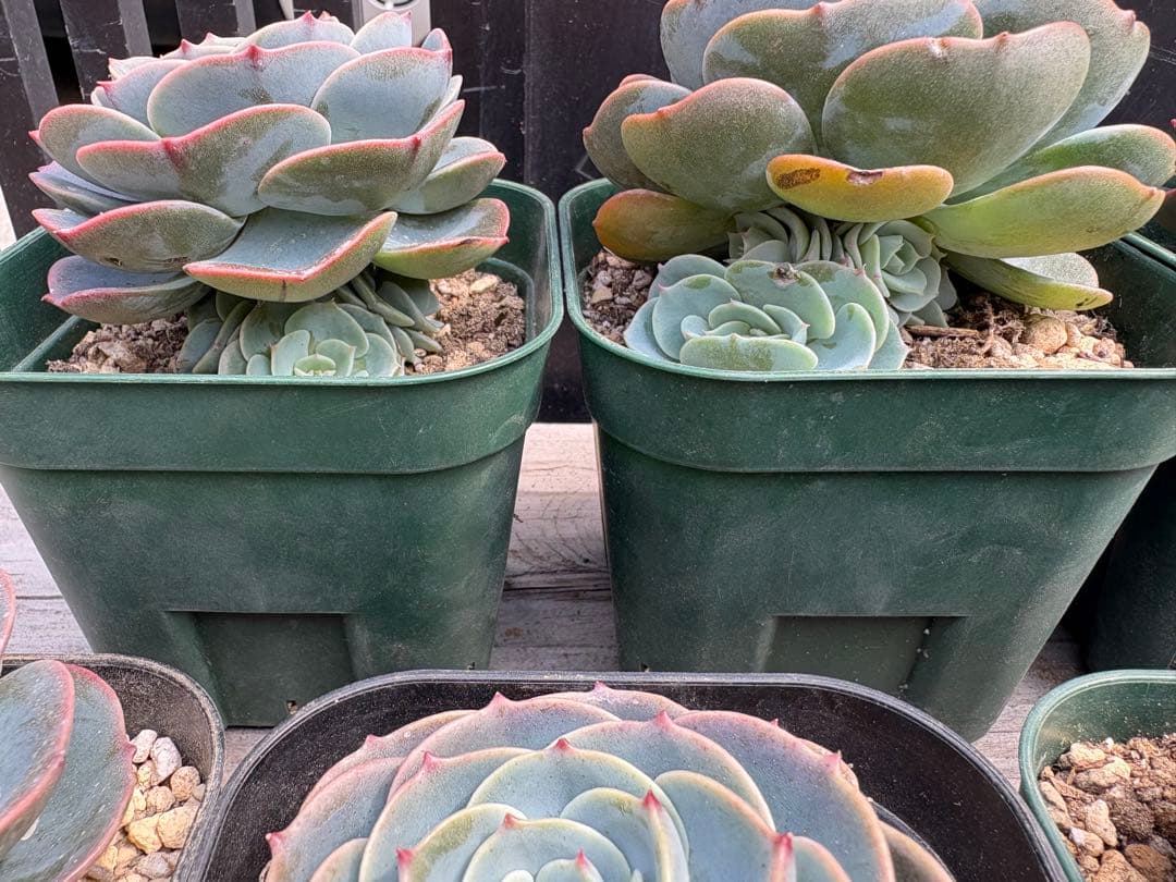 多肉植物　七福神　C