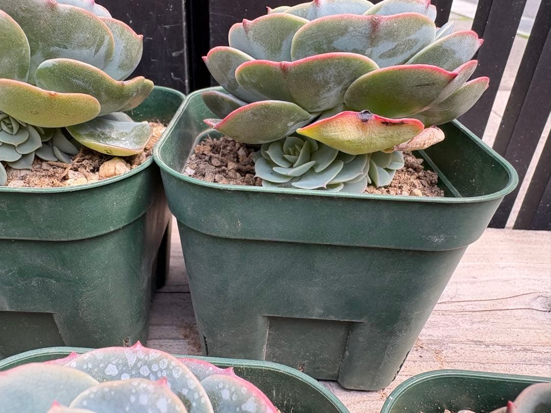 多肉植物　七福神　C