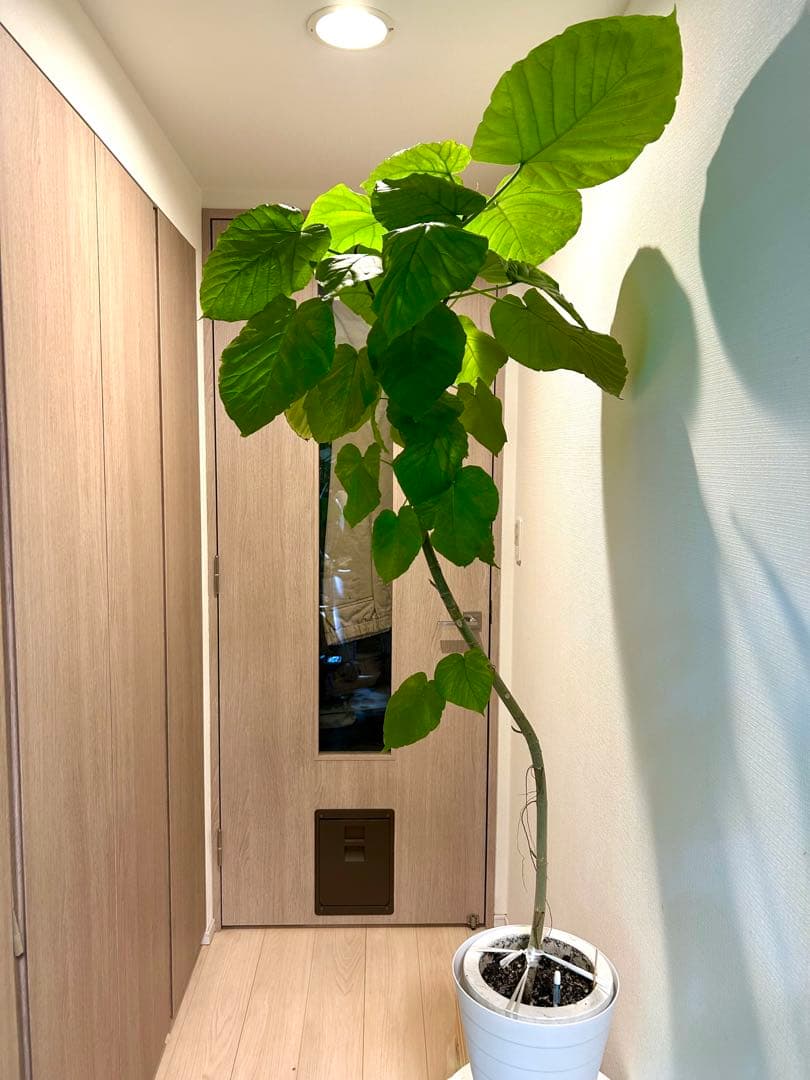 【引取特価】【美形】破格！フィカスウンベラータ約140cm 7号鉢