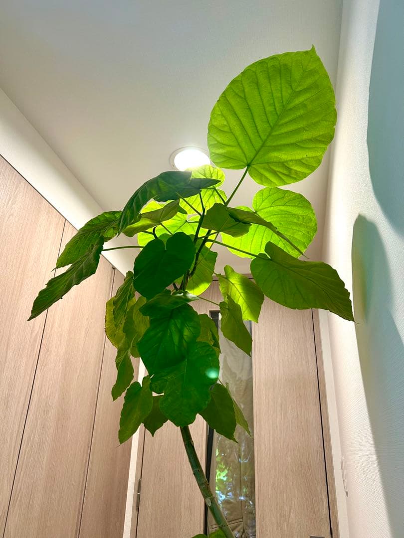 【引取特価】【美形】破格！フィカスウンベラータ約140cm 7号鉢