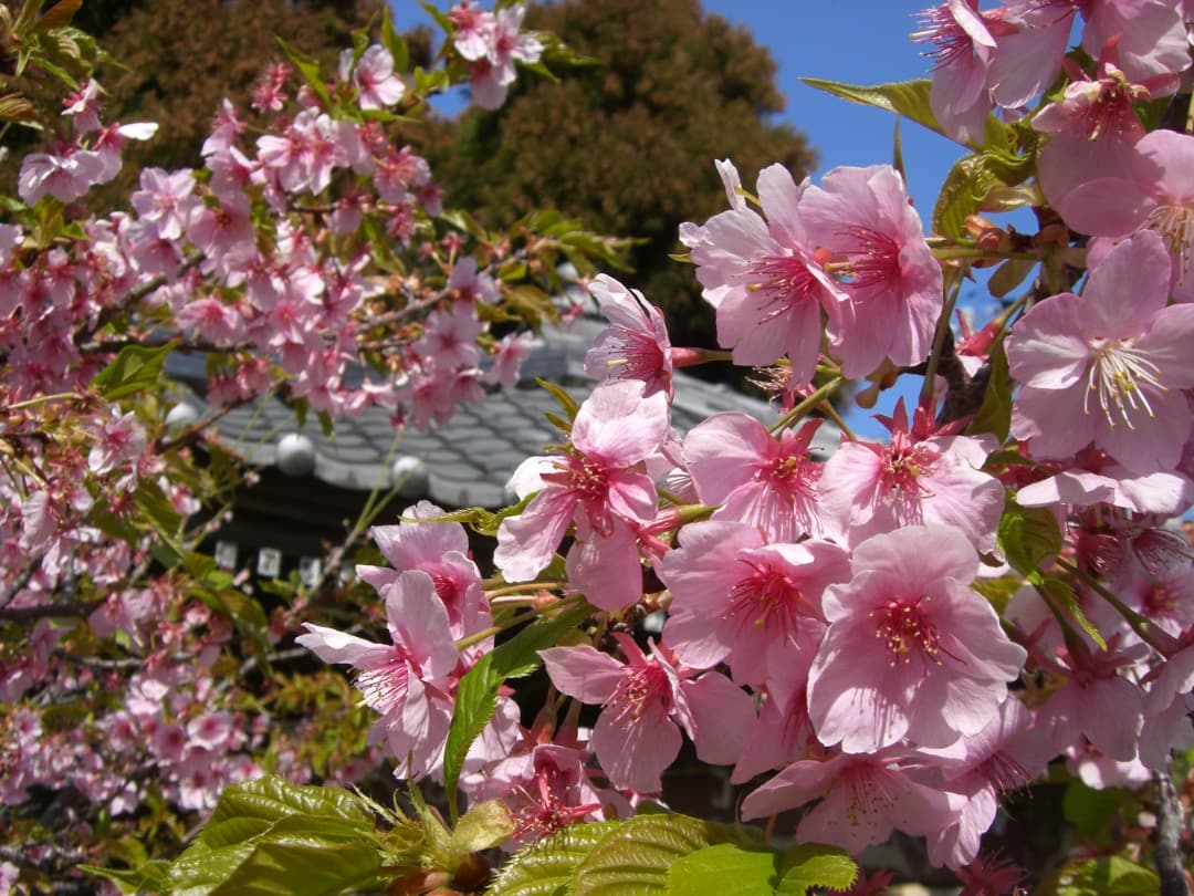 追加有り⭕️【動作確認済】CASIO カシオ EXILIM EX-Z600