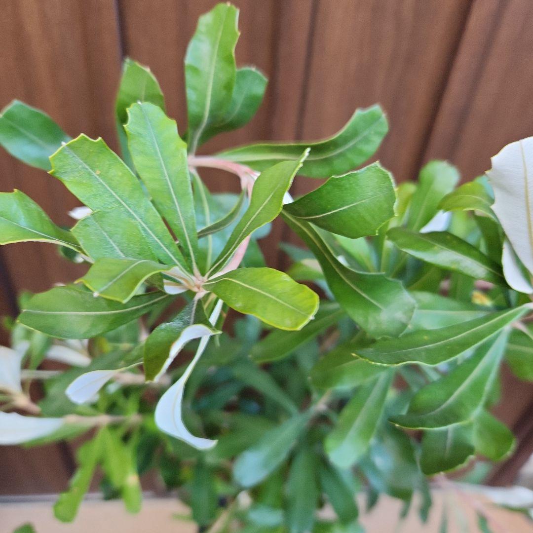 コーストバンクシア　鉢植え50 　苗　苗木　オージープランツ　ドライガーデン