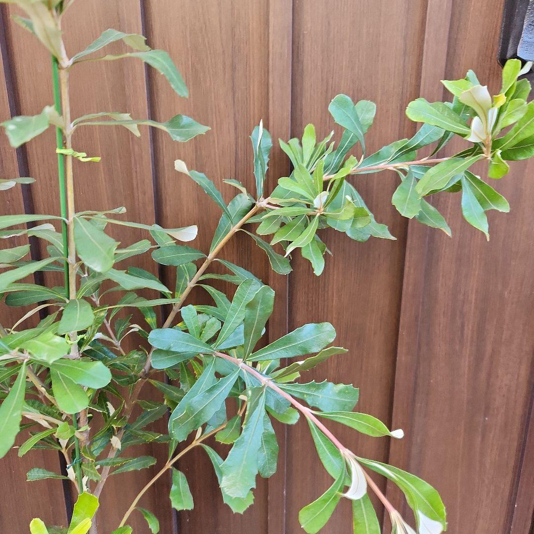 コーストバンクシア　鉢植え50 　苗　苗木　オージープランツ　ドライガーデン