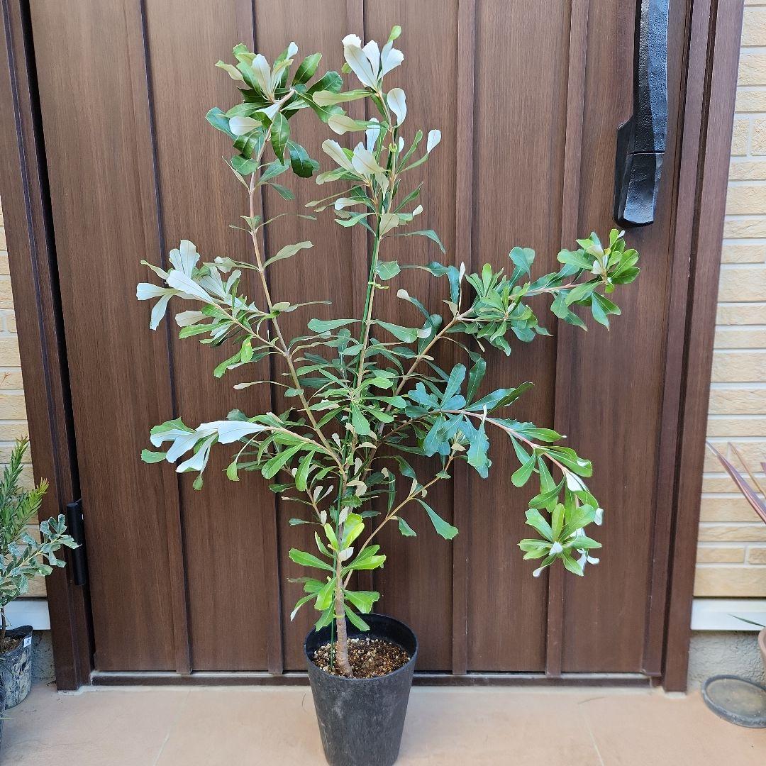 コーストバンクシア　鉢植え50 　苗　苗木　オージープランツ　ドライガーデン