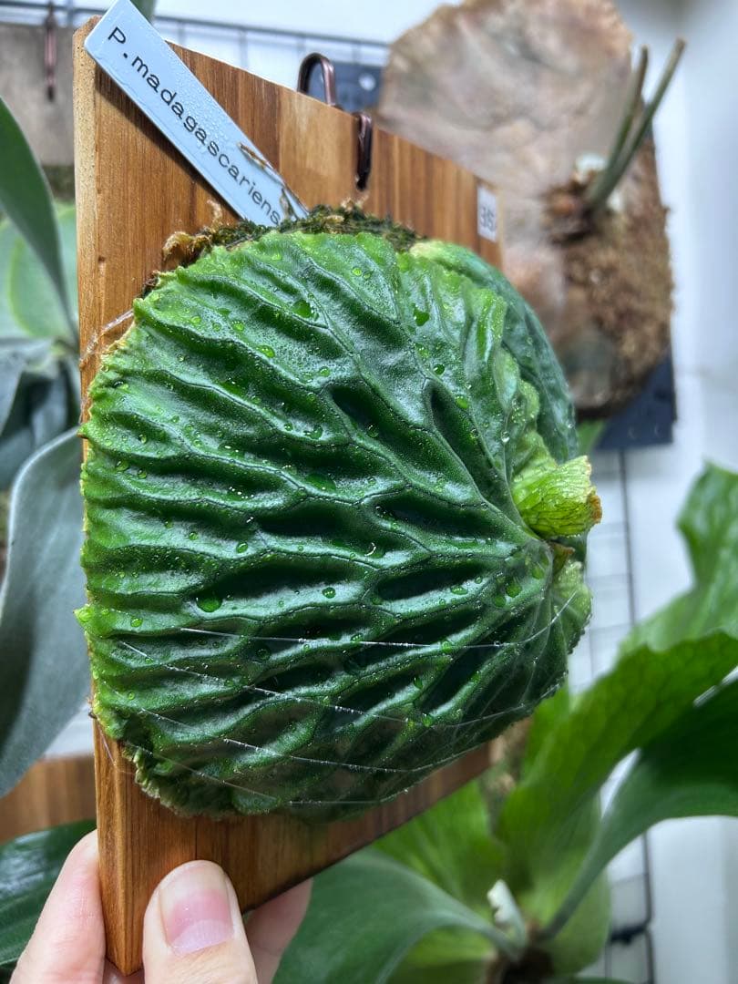 ビカクシダ　マダガスカリエンセ　板付