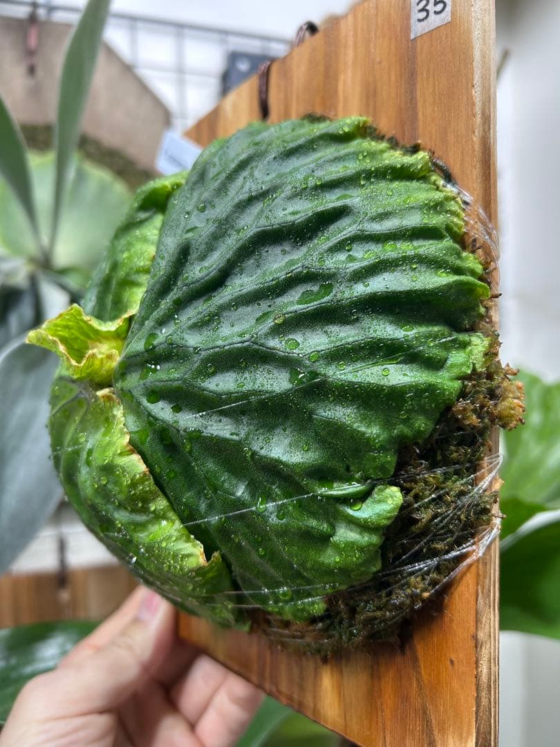 ビカクシダ　マダガスカリエンセ　板付