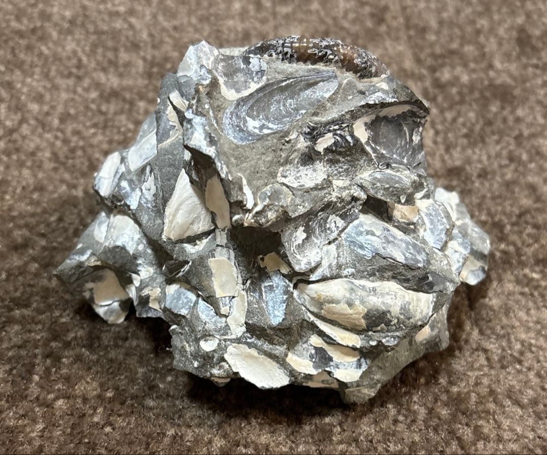 ディスコスカフィテス アンモナイト 化石