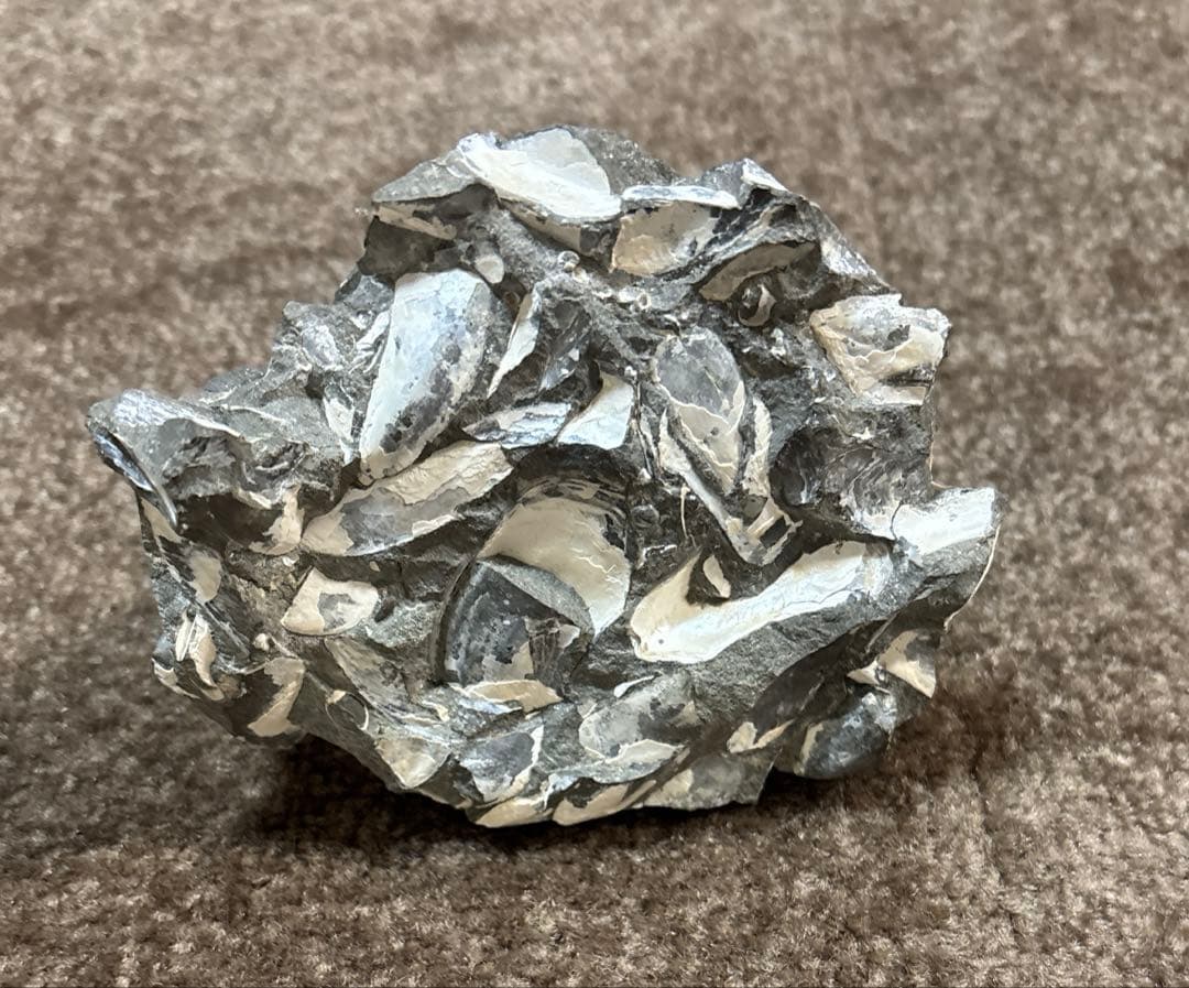 ディスコスカフィテス アンモナイト 化石