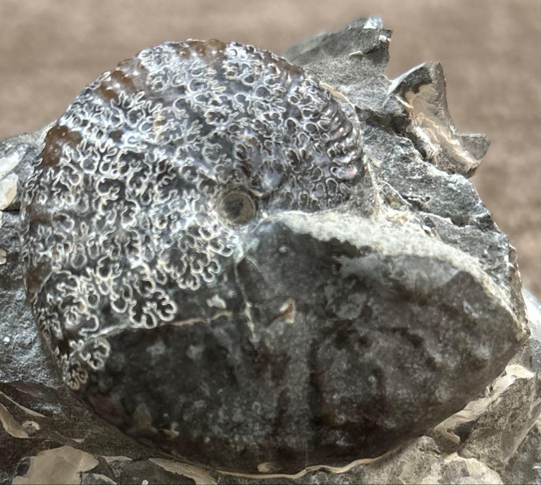 ディスコスカフィテス アンモナイト 化石