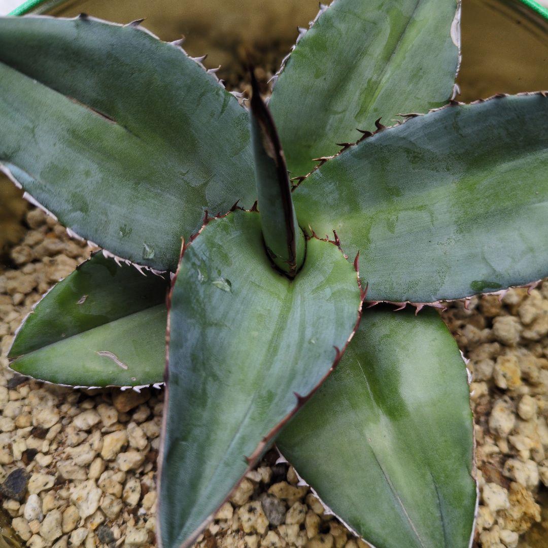 アガベ　オテロイ　チタノタ　中型アガベ 金属鉢付き