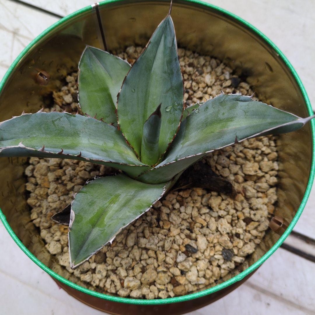 アガベ　オテロイ　チタノタ　中型アガベ 金属鉢付き