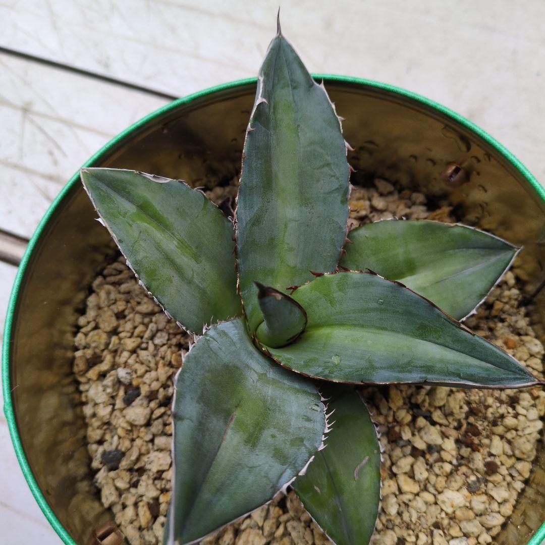 アガベ　オテロイ　チタノタ　中型アガベ 金属鉢付き