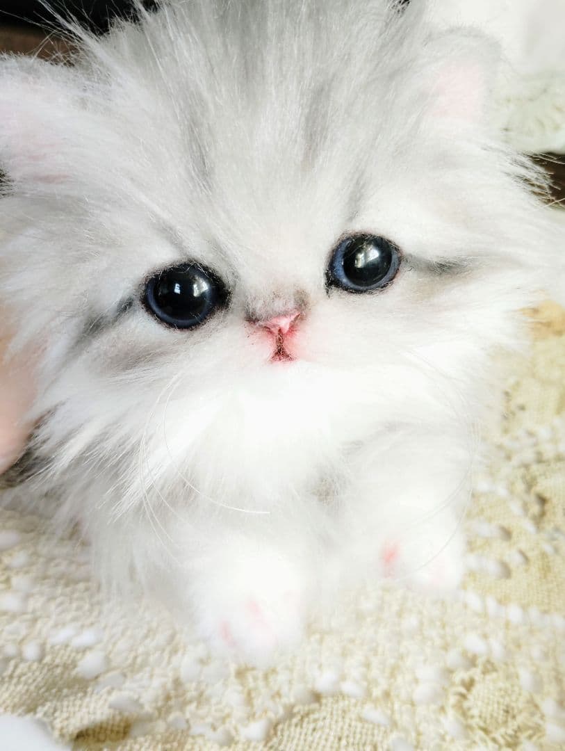 ミヌエット子猫♡ひなちゃん♡アートドール♡ぬいぐるみ♡