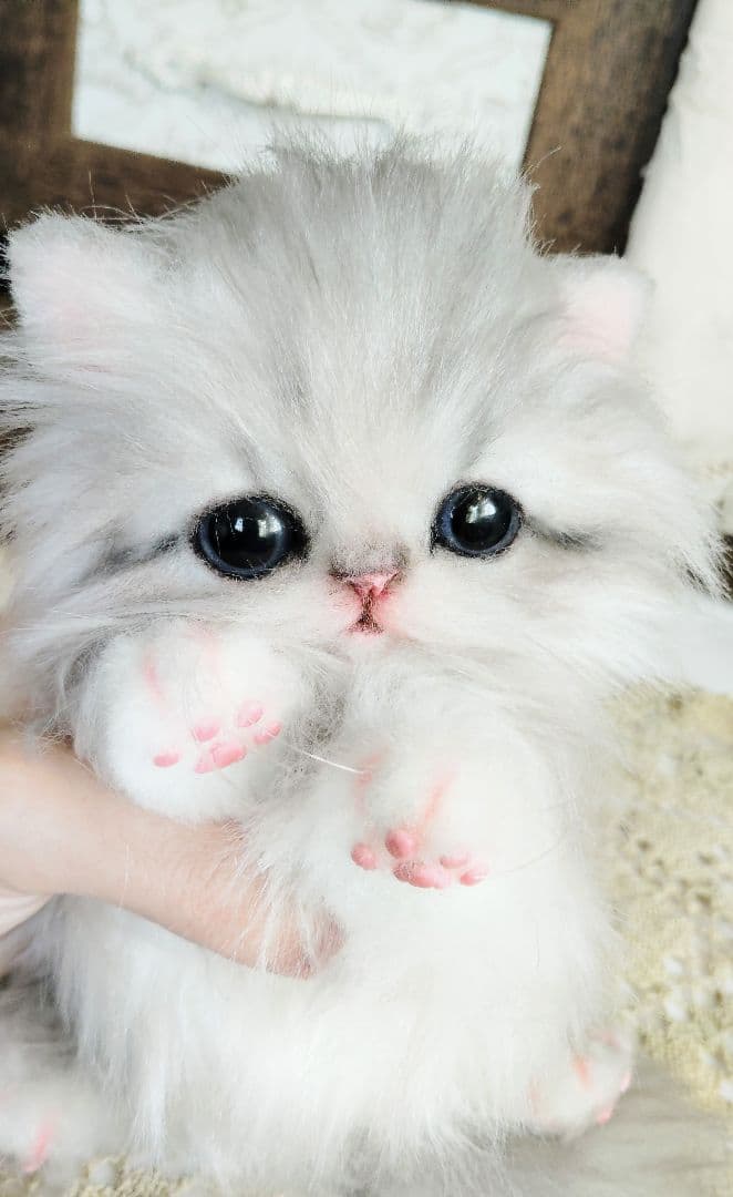 ミヌエット子猫♡ひなちゃん♡アートドール♡ぬいぐるみ♡