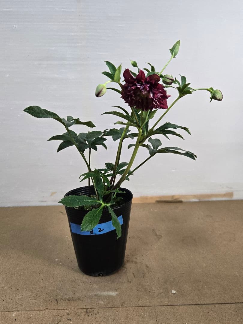 ☆クリスマスローズ☆多弁　変わり咲き☆4.5号ポット☆希少☆