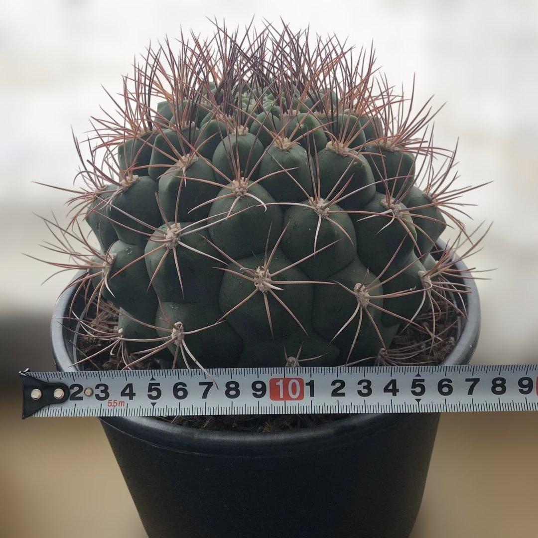 サボテン ギムノカリキウム 新天地 6号ポット 3