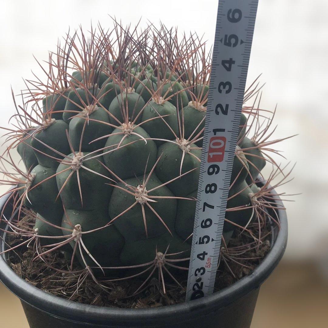 サボテン ギムノカリキウム 新天地 6号ポット 3