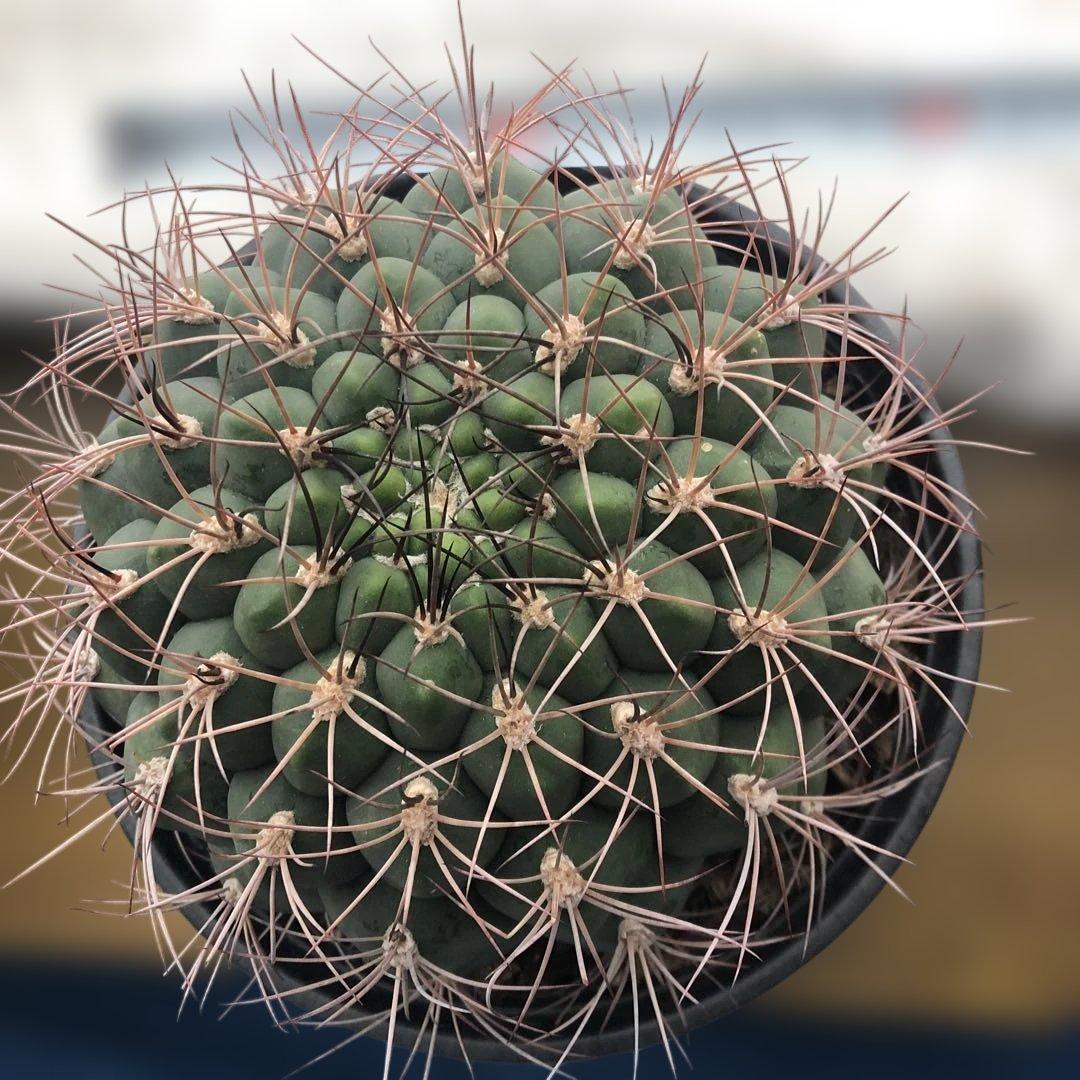 サボテン ギムノカリキウム 新天地 6号ポット 3