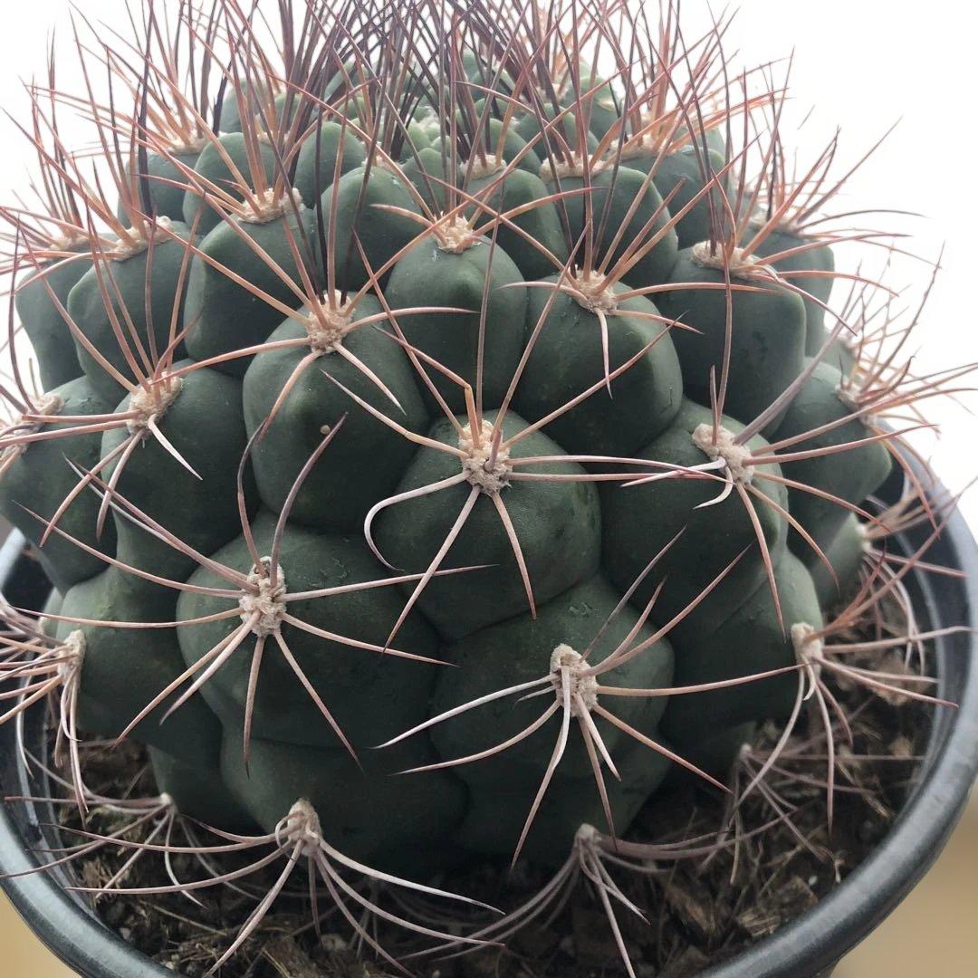 サボテン ギムノカリキウム 新天地 6号ポット 3