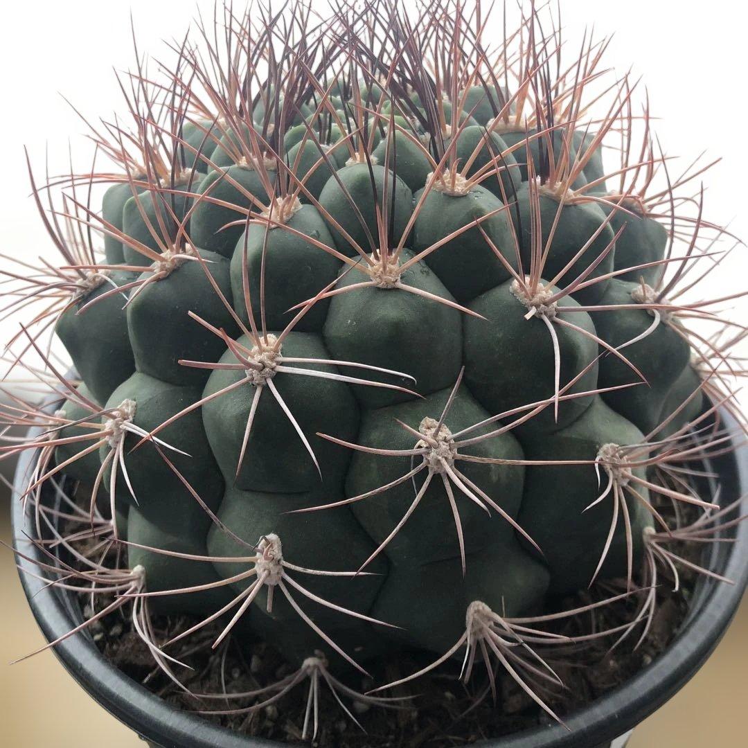 サボテン ギムノカリキウム 新天地 6号ポット 3