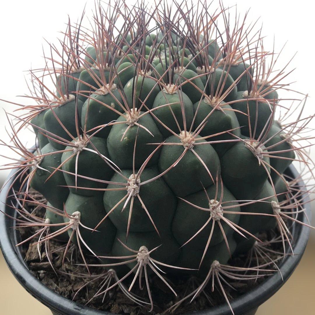 サボテン ギムノカリキウム 新天地 6号ポット 3