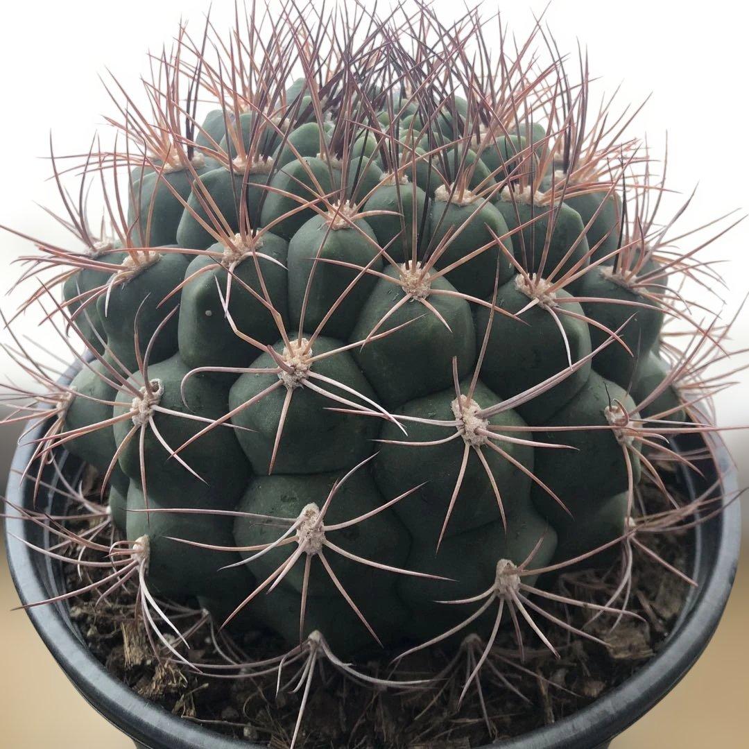 サボテン ギムノカリキウム 新天地 6号ポット 3