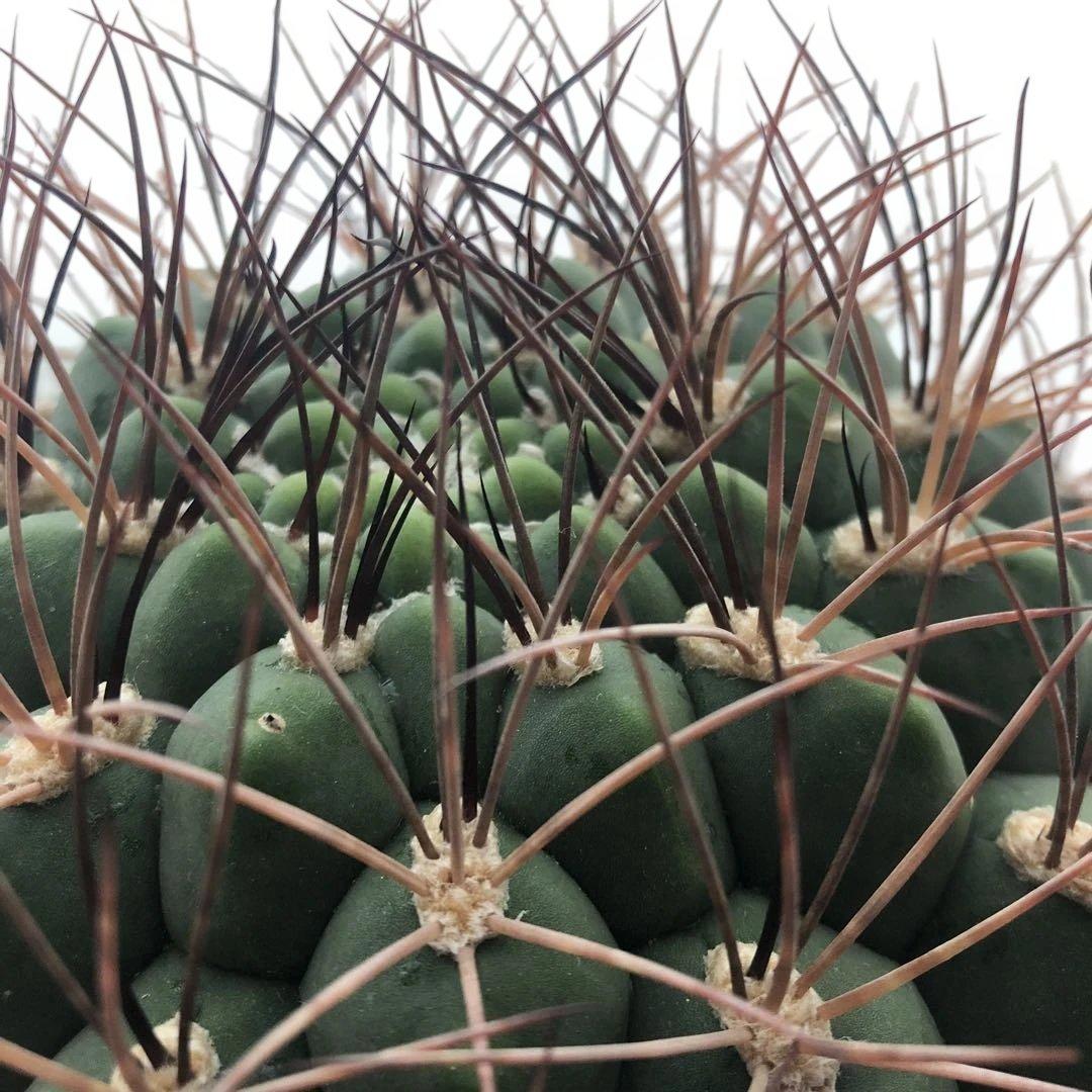 サボテン ギムノカリキウム 新天地 6号ポット 3