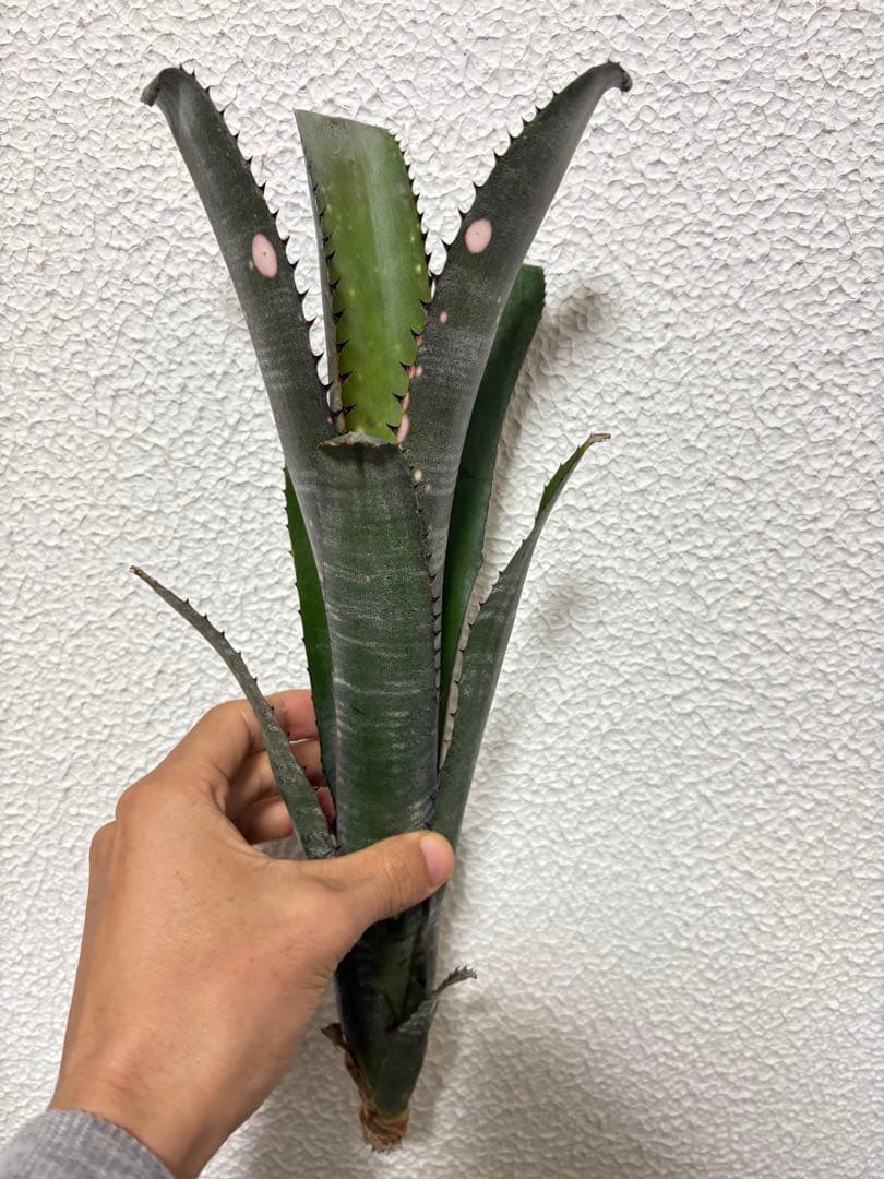 ブロメリア　billbrgia kolan marble shark