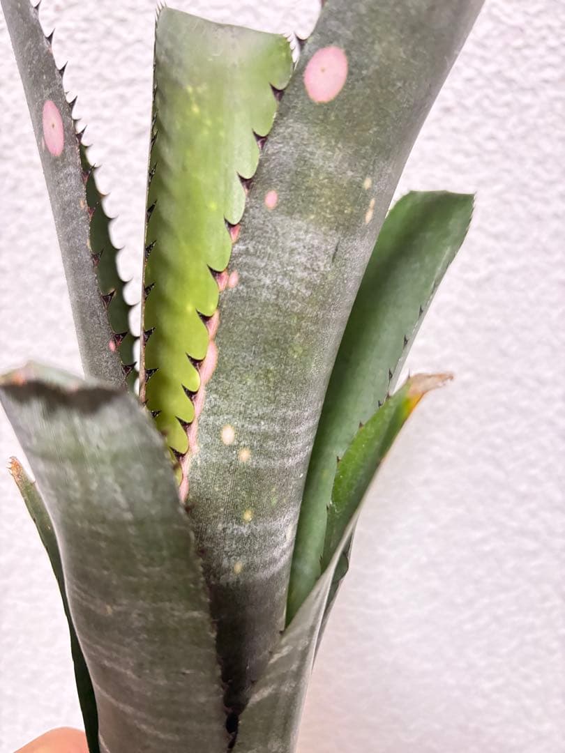 ブロメリア　billbrgia kolan marble shark