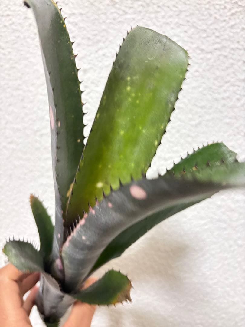 ブロメリア　billbrgia kolan marble shark