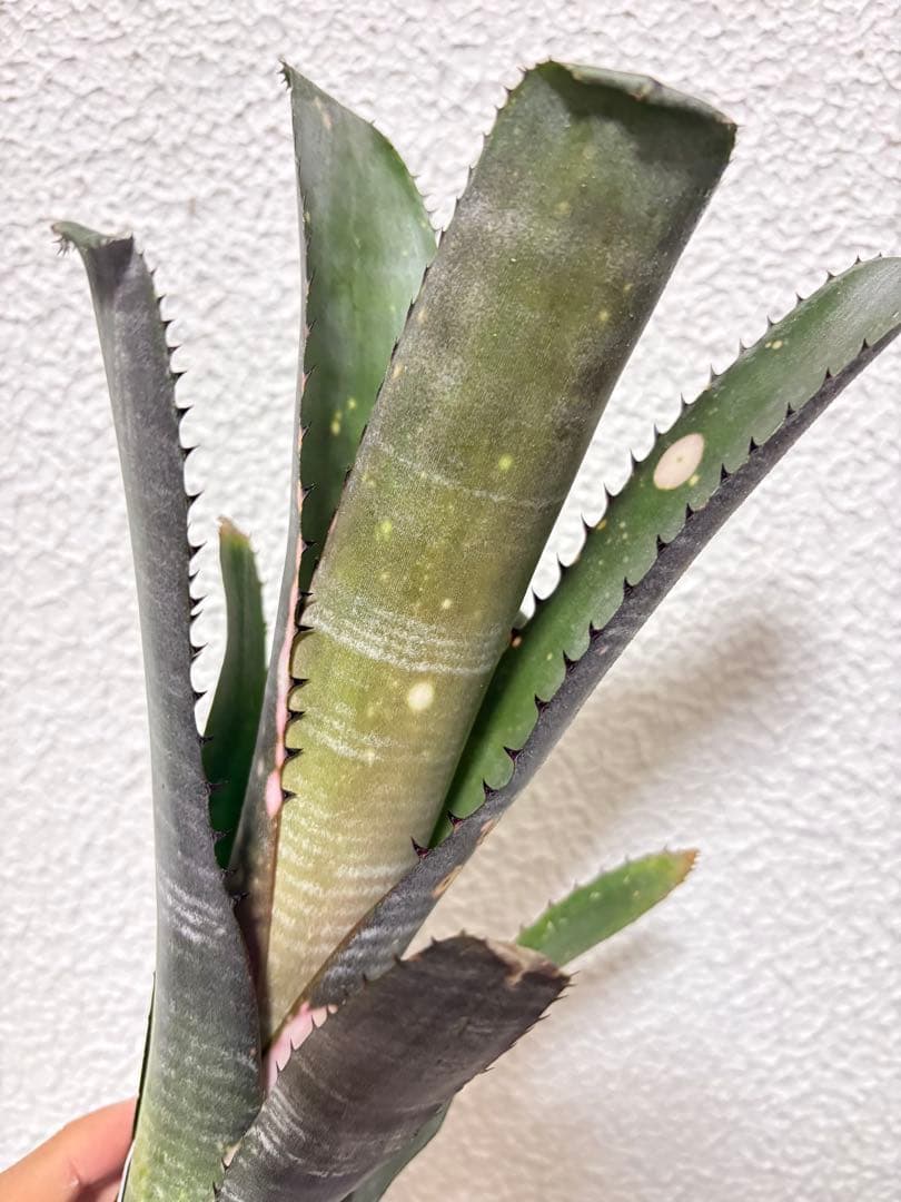 ブロメリア　billbrgia kolan marble shark