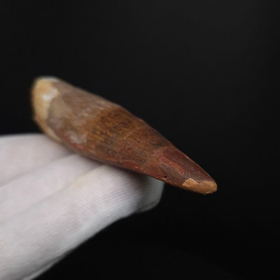 スピノサウルス 本物 モロッコ産 83.70mm sp511