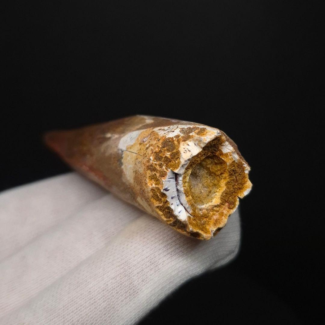 スピノサウルス 本物 モロッコ産 83.70mm sp511