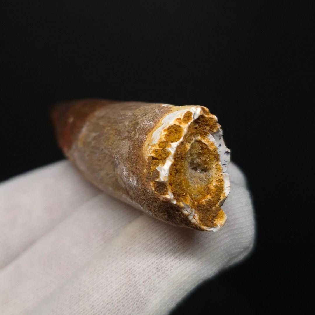 スピノサウルス 本物 モロッコ産 83.70mm sp511