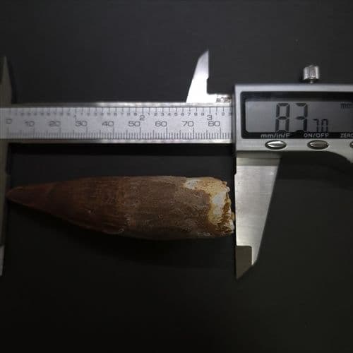 スピノサウルス 本物 モロッコ産 83.70mm sp511